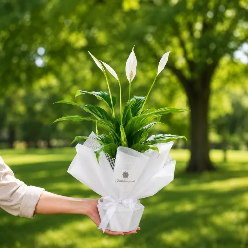 Friedenslilie (Spathiphyllum)