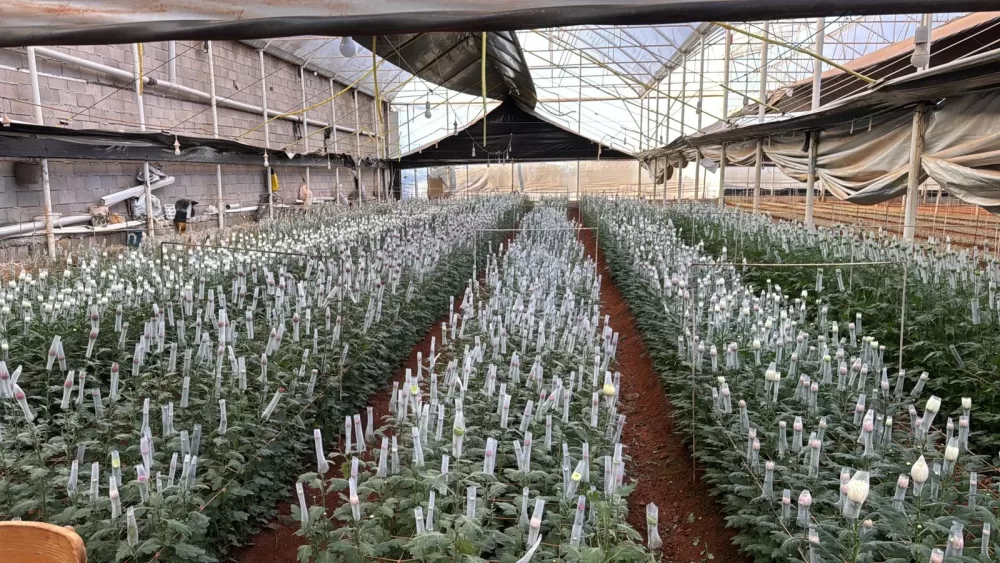 Toptan Anastasia ve gül çiçek filesi Toptan Anastasia ve gül çiçek filesi