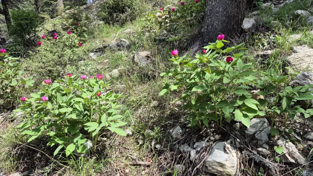 Antalya şakayık çiçeklenme dönemi